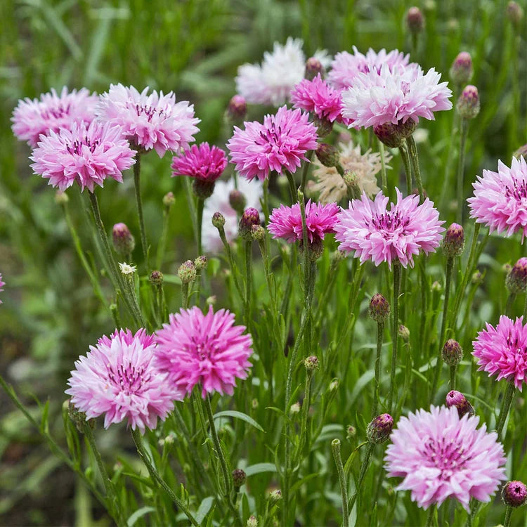 Premium Mixed Cornflower Seeds (Bachelor's Button) - Non-GMO