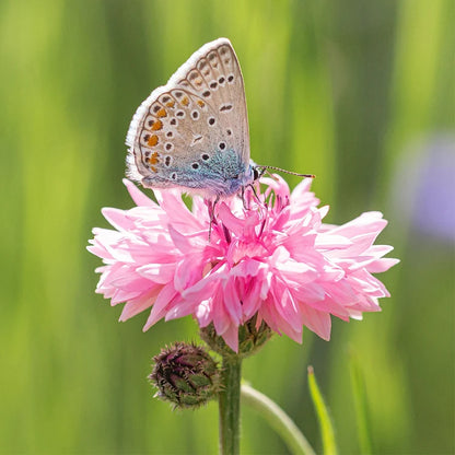 Premium Mixed Cornflower Seeds (Bachelor's Button) - Non-GMO