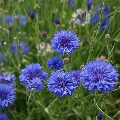 Premium Mixed Cornflower Seeds (Bachelor's Button) - Non-GMO