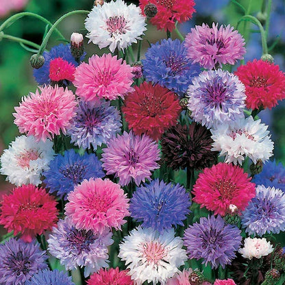 Premium Mixed Cornflower Seeds (Bachelor's Button) - Non-GMO