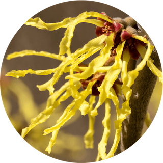Witch Hazel (Hamamelis Virginiana)