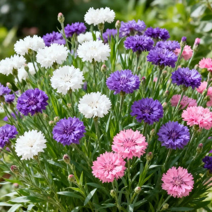 Premium Mixed Cornflower Seeds (Bachelor's Button) - Non-GMO